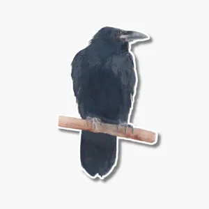 Watercolor Black Crow Sticker