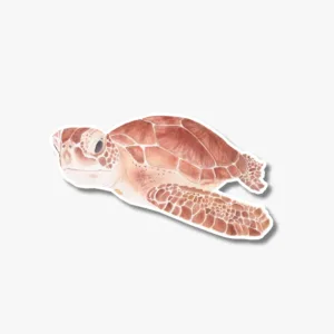 Sea turtle sticker on a laptop