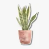 Sansewieria Snake Plant Sticker