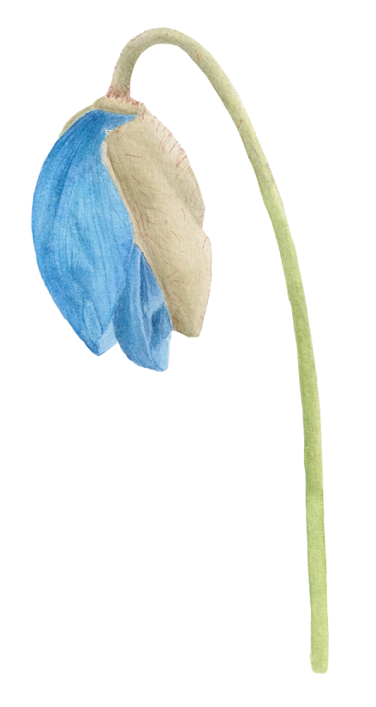 Small Blue poppy vinyl sticker