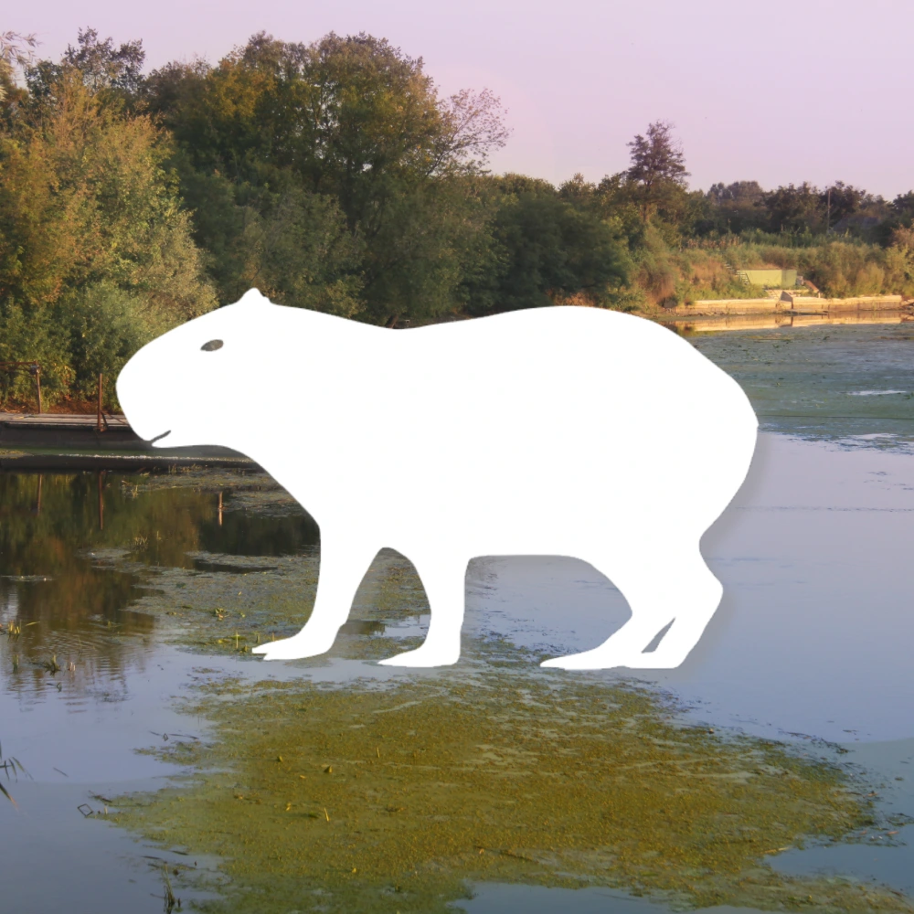 Capybara decal sticker