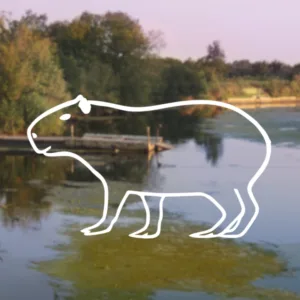 Capybara Car Decal Sticker contour on nature background