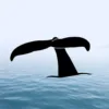 Whale Fluke Car Decal