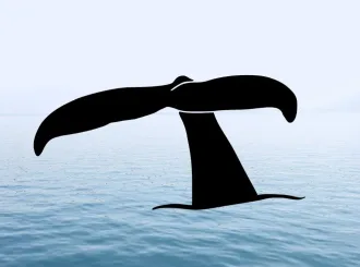 Whale Fluke Car Decal